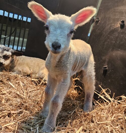 Beetle Bank Farm | Half price family ticket