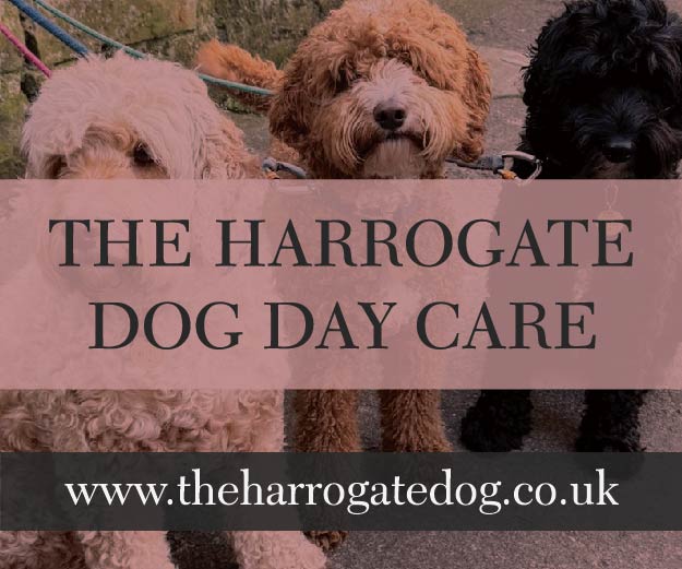 The Harrogate Dog Day Care | Half Price Friday Sessions