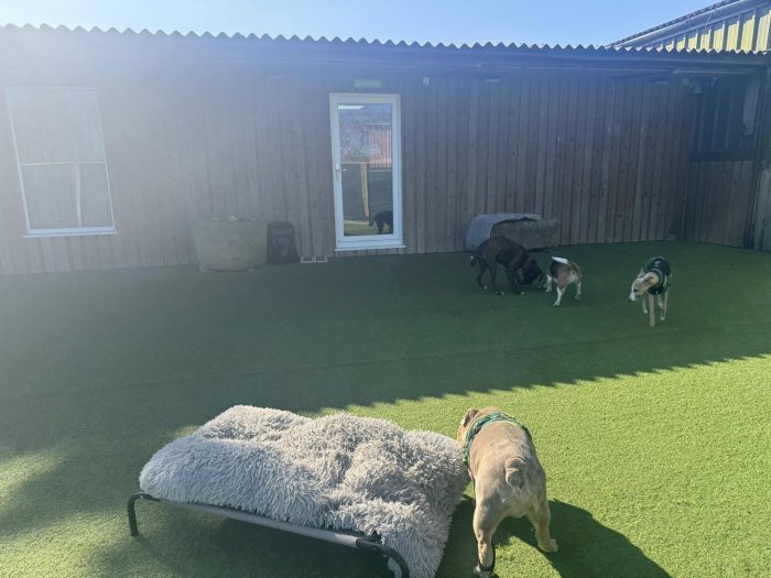 Birstwith Barkyard Harrogate | Half Price Dog Day Care - Image 4