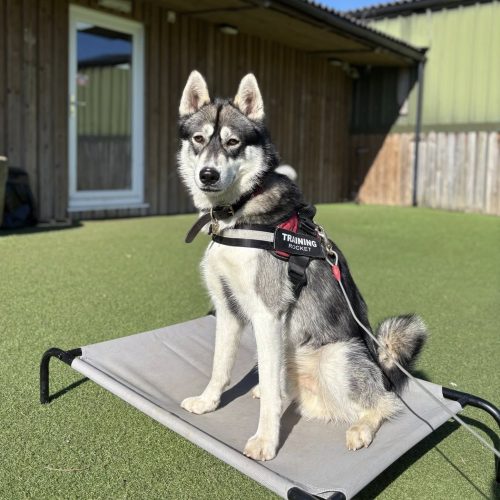 Birstwith Barkyard Harrogate | Half Price Dog Day Care