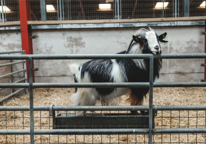 Thornton Hall Country Park | Half price family tickets for Festival of Fun - Image 4