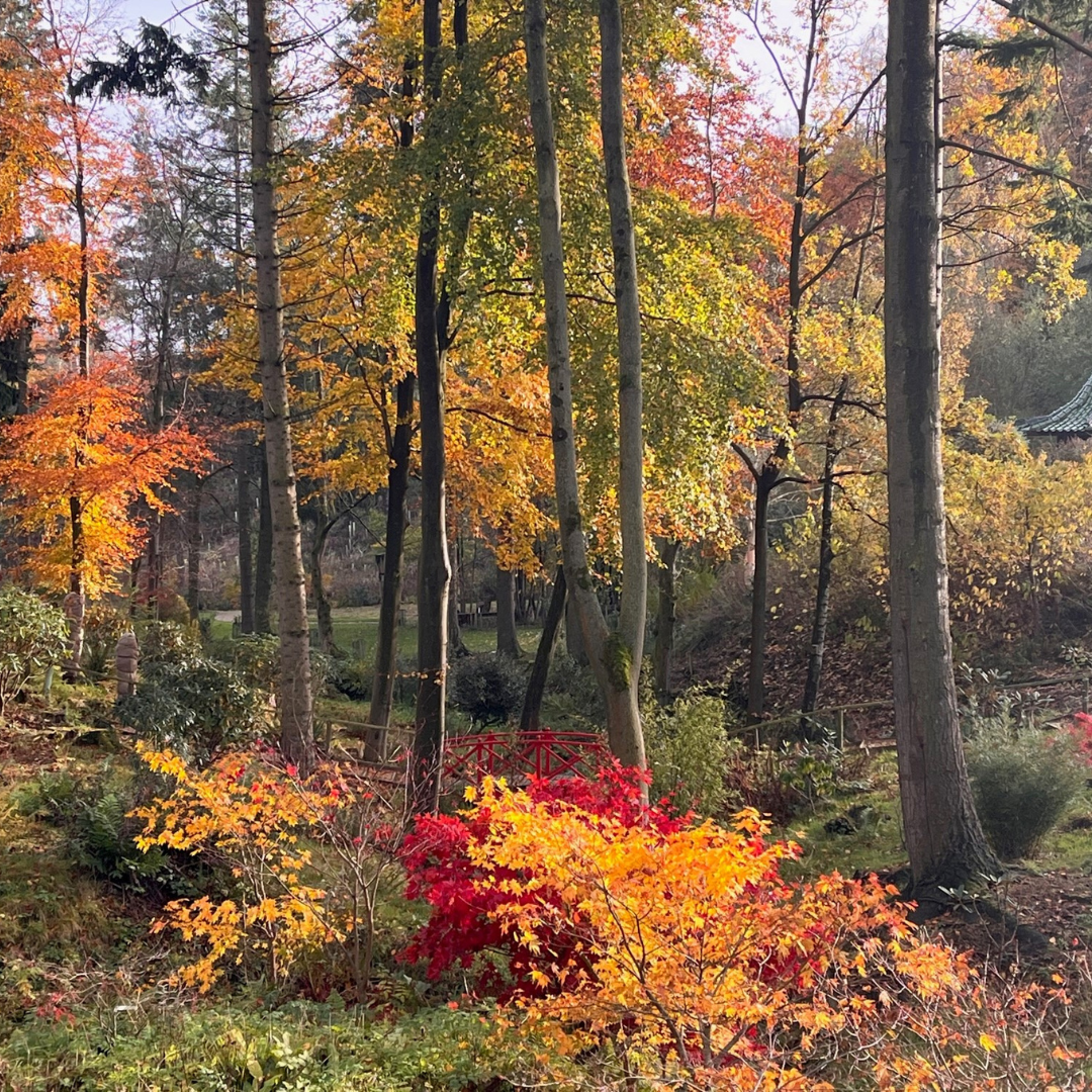 Himalayan Garden & Sculpture Park | Half price family ticket - Image 8