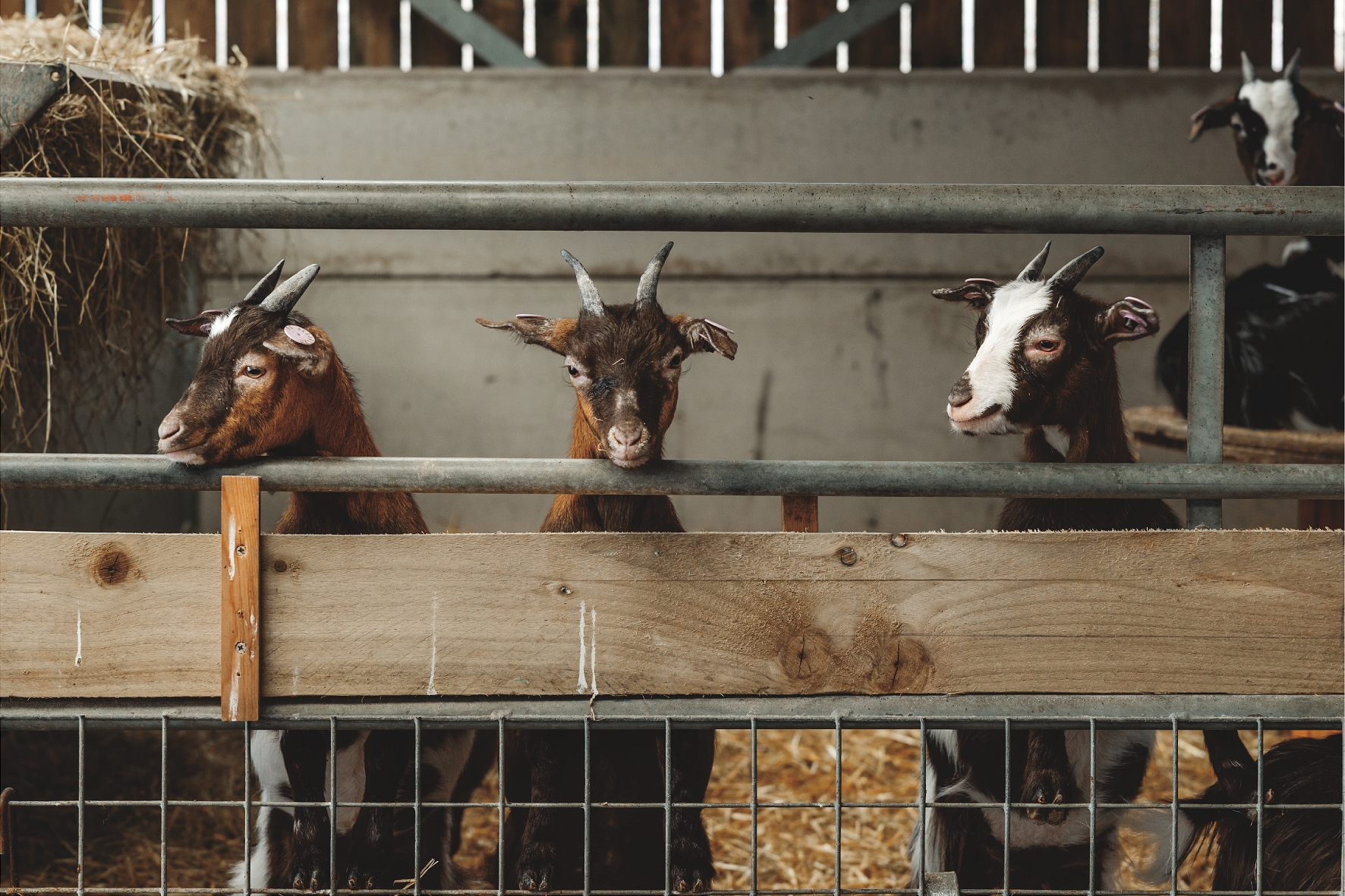 Half price family tickets for Festival of Fun | Thornton Hall Country Park - Image 8