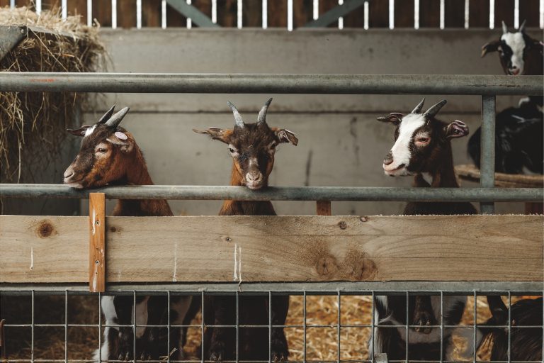 new Farm and Soft Play